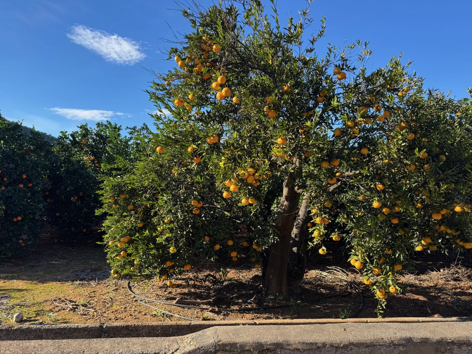 Sinaasappelboom vol fruit in de boomgaard