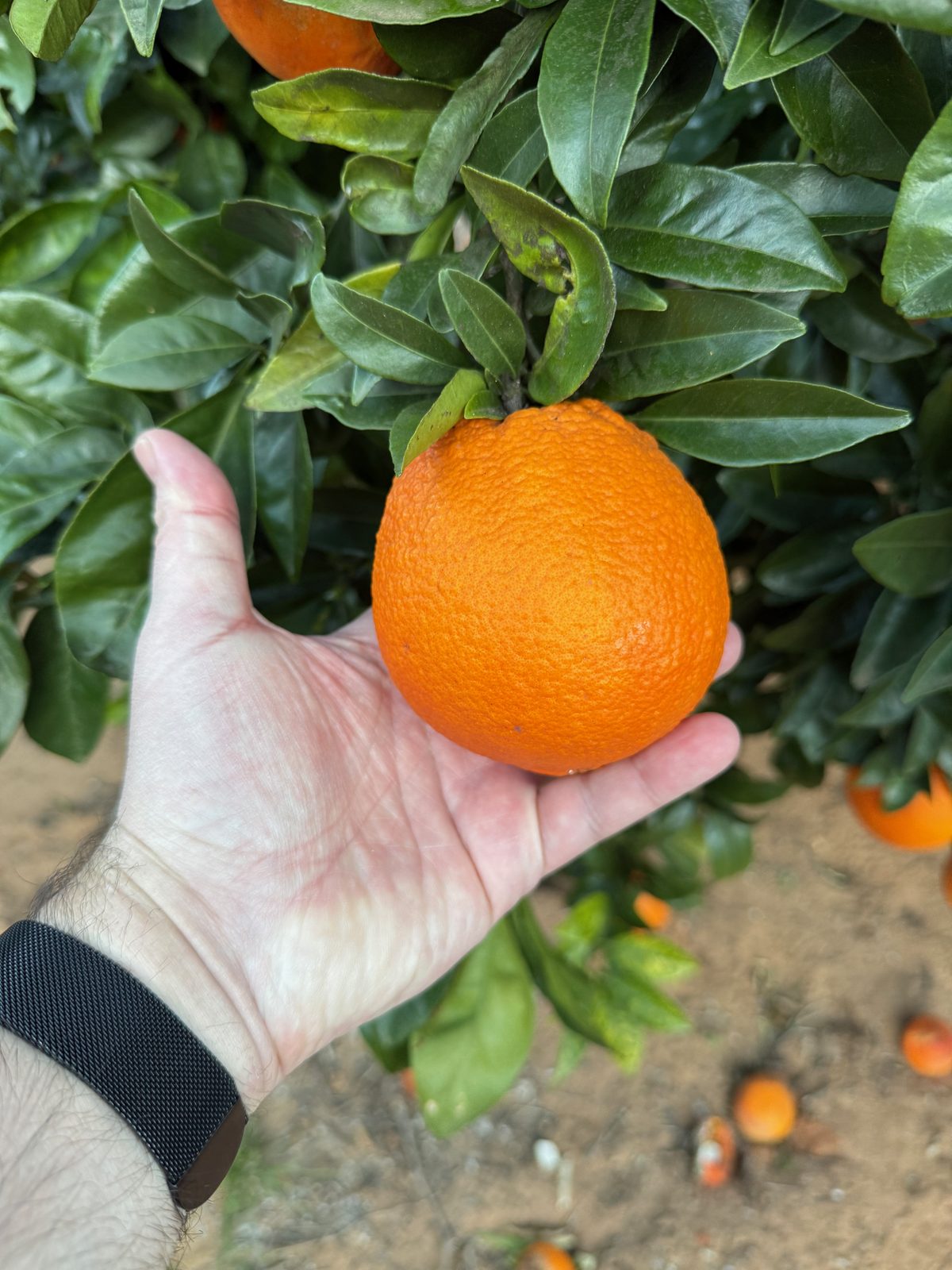 Met de hand geplukt — een perfecte Navelina