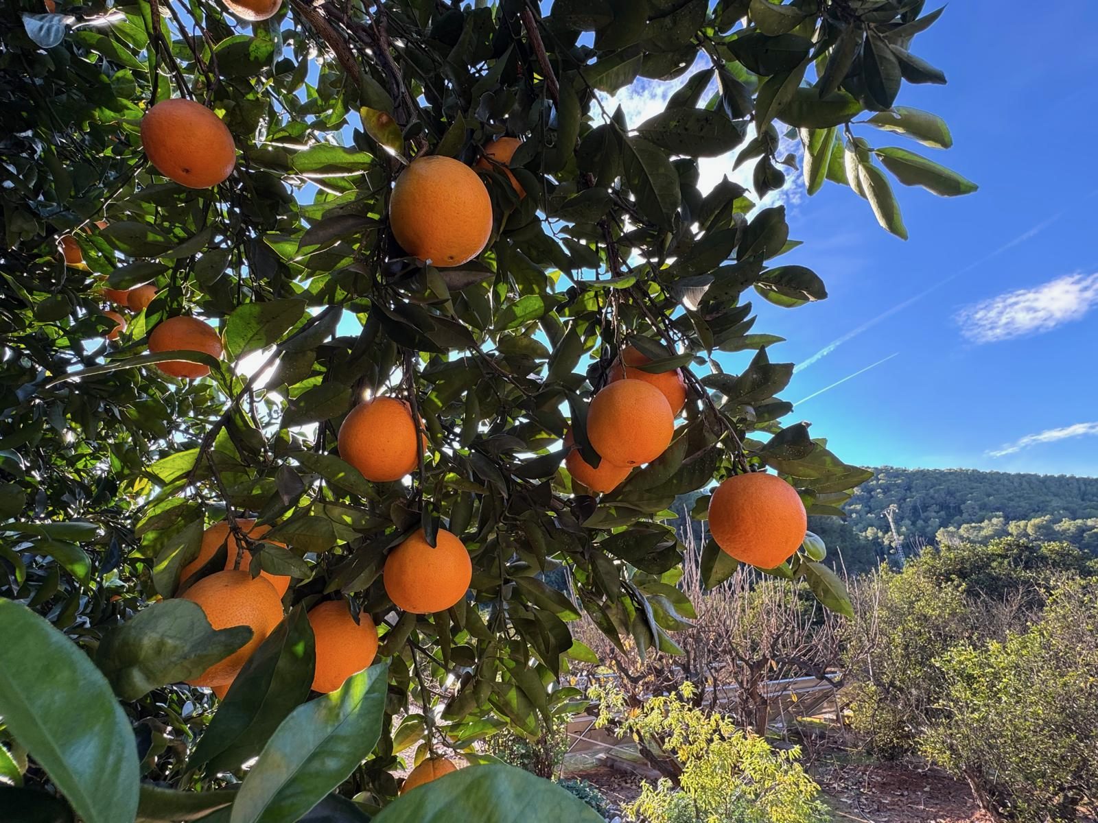 Sinaasappelen met uitzicht op de vallei van Alzira