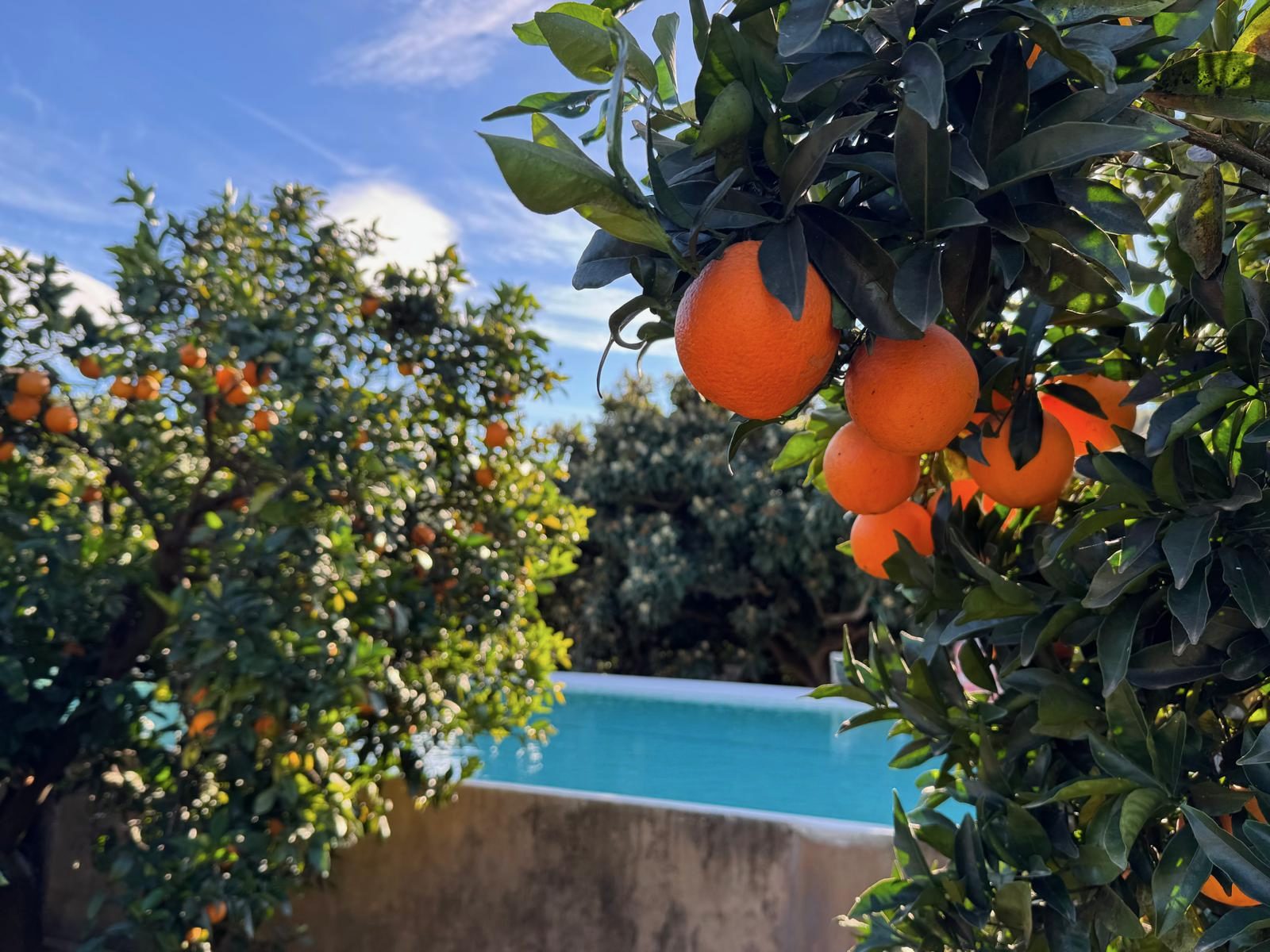 Sinaasappelen bij het zwembad van Villa Bel Aire